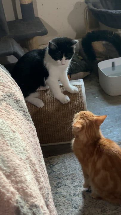 Enlarge Alexis, an adopted Domestic Short Hair in Wildomar, CA video 3/3