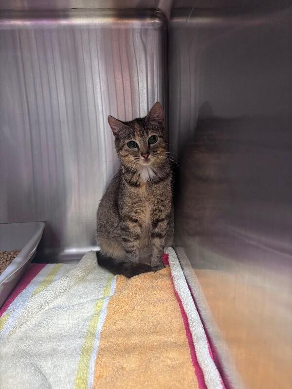 Enlarge RUBY, a Adoptable Domestic Short Hair in Burgaw, NC image 1/2