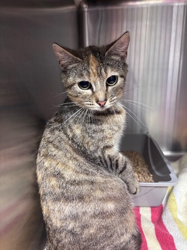 Enlarge RUBY, a Adoptable Domestic Short Hair in Burgaw, NC image 2/2