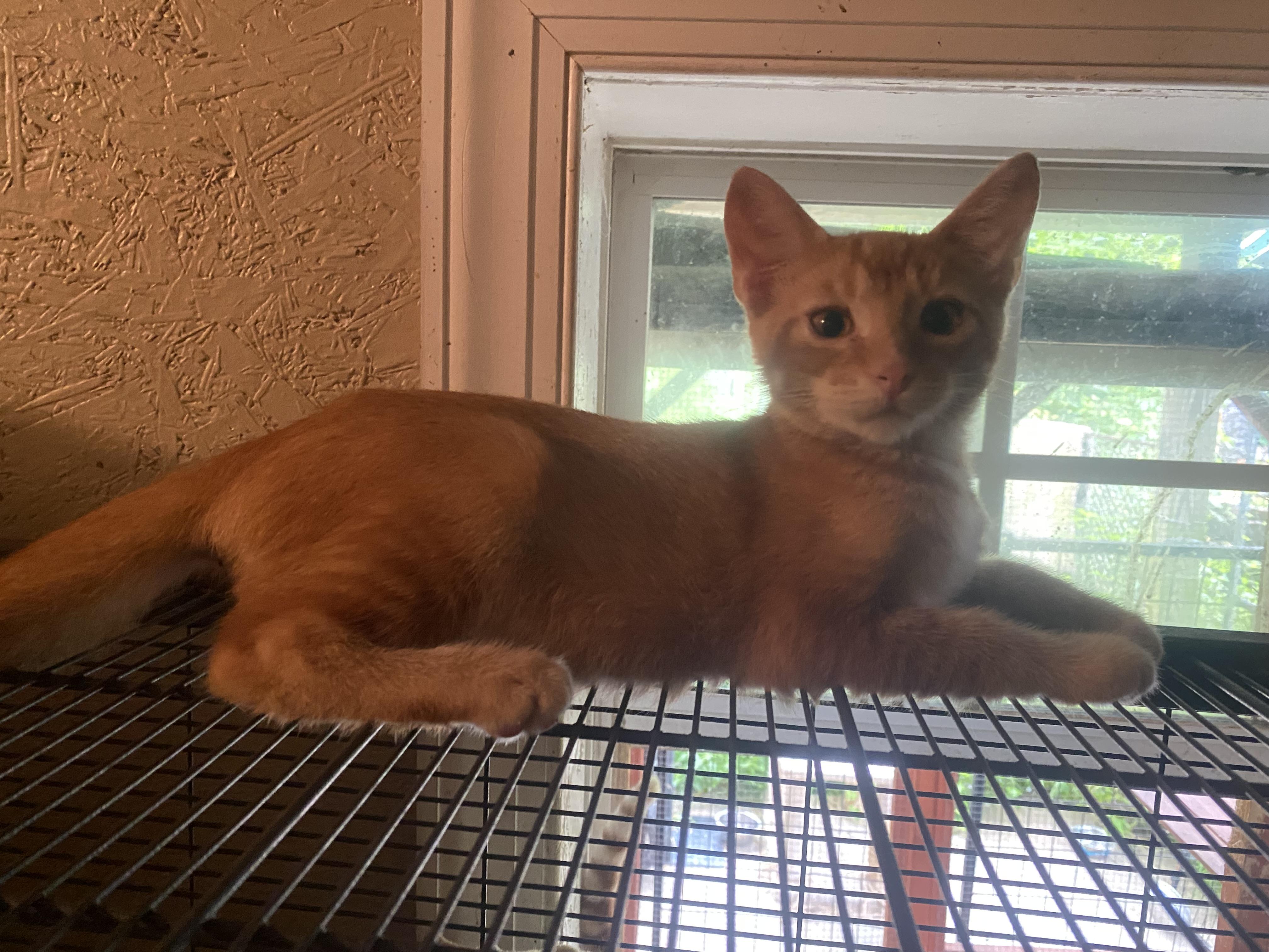 Orange brothers x 4, Adoptable, Young Male Domestic Short Hair.