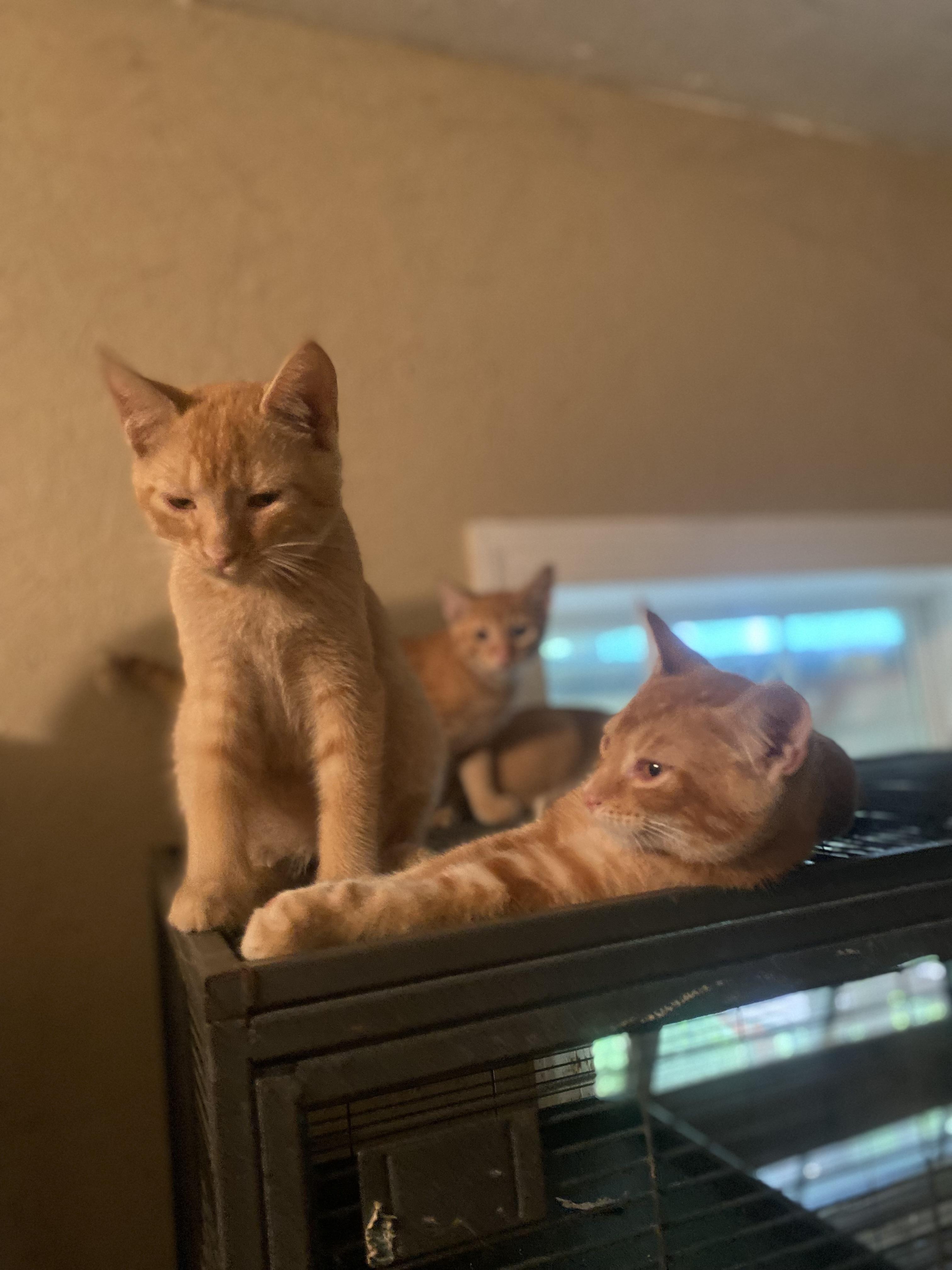Orange brothers x 4, a Adoptable Domestic Short Hair in Eagleville, TN image 2/3