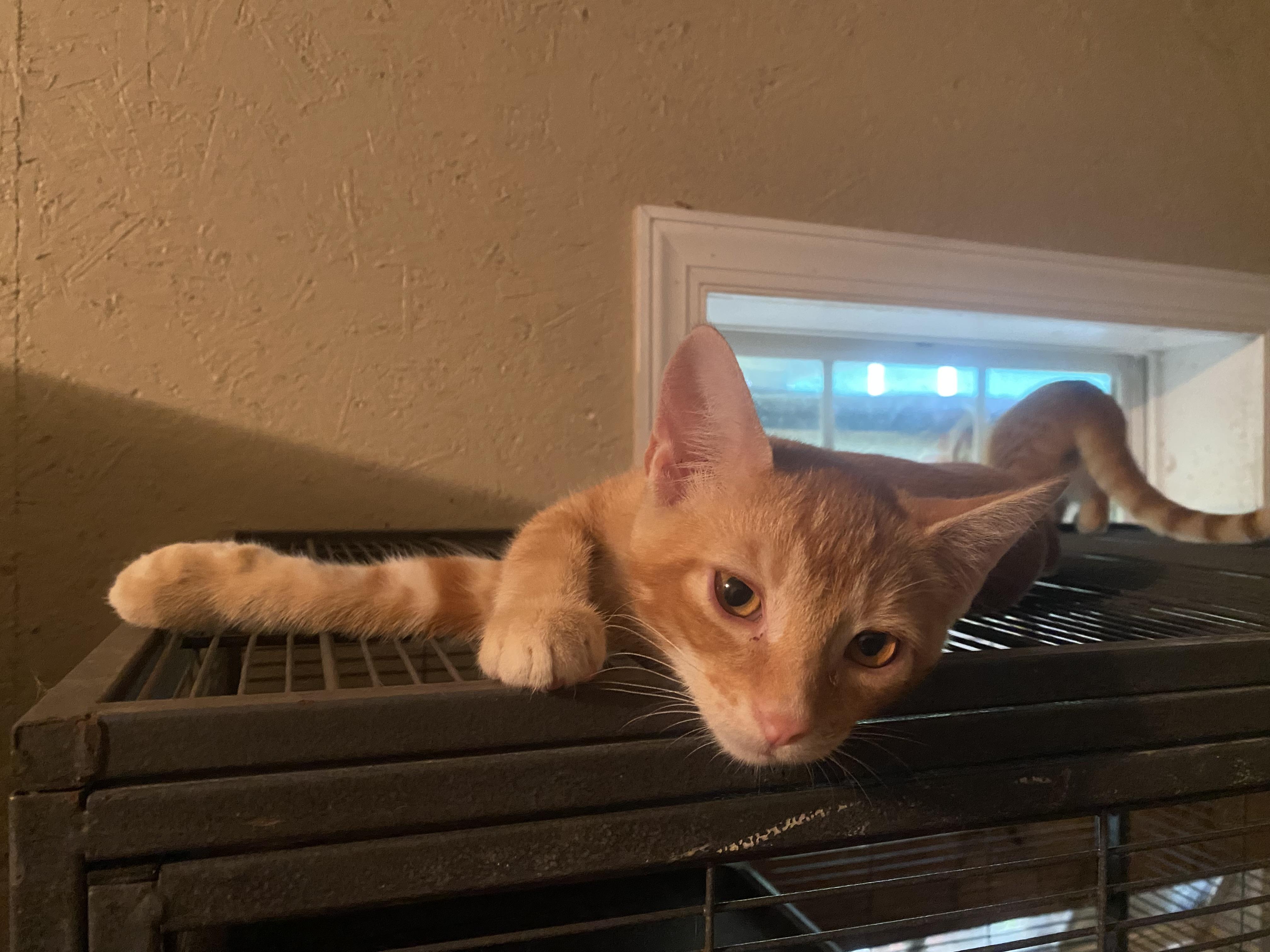 Orange brothers x 4, a Adoptable Domestic Short Hair in Eagleville, TN image 3/3