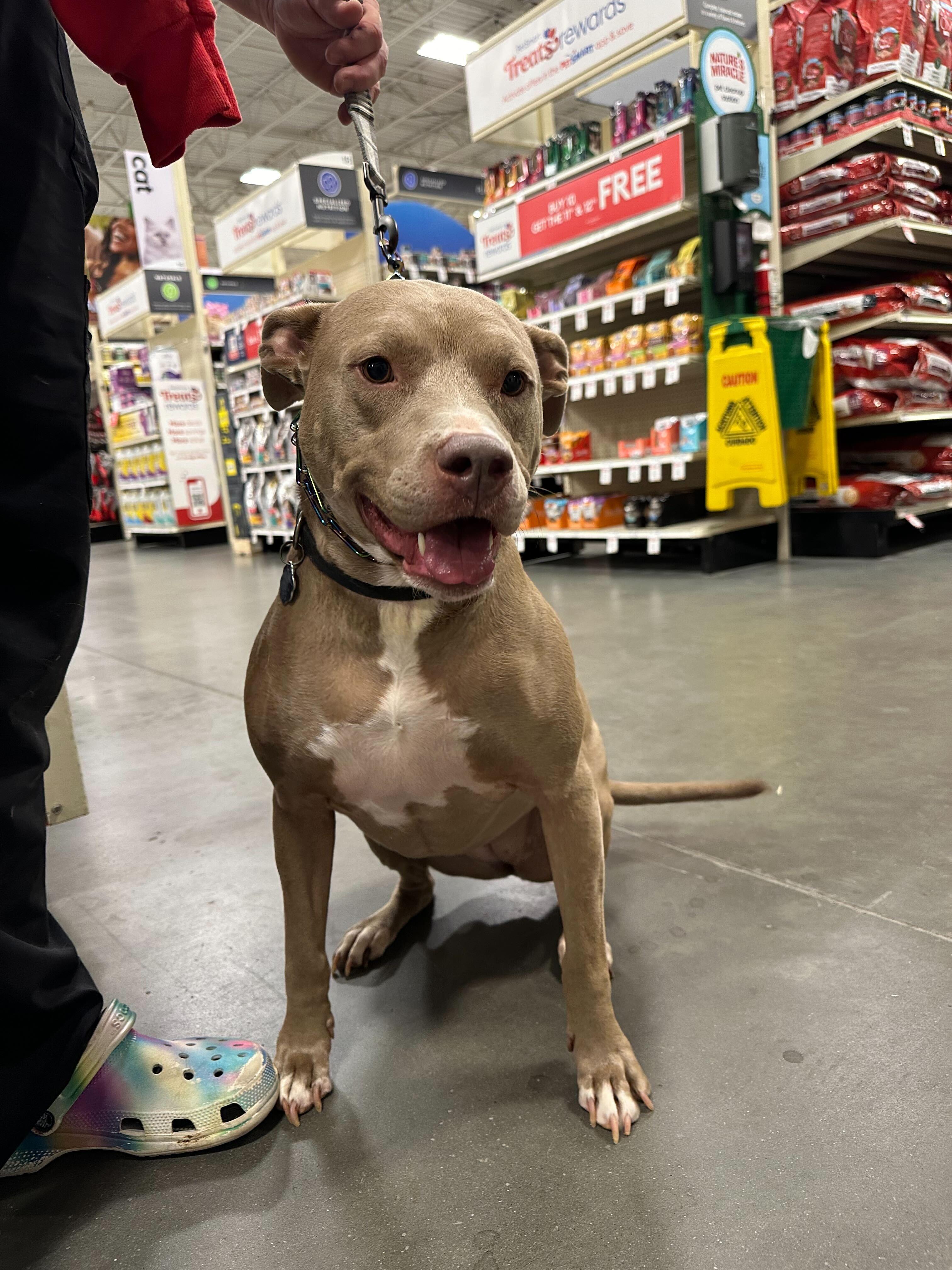 Crystal, Adoptable, Adult Female Pit Bull Terrier.