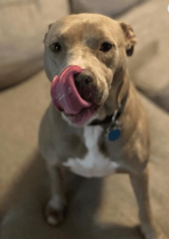 Crystal, a Adoptable Pit Bull Terrier in Winder, GA image 2/2