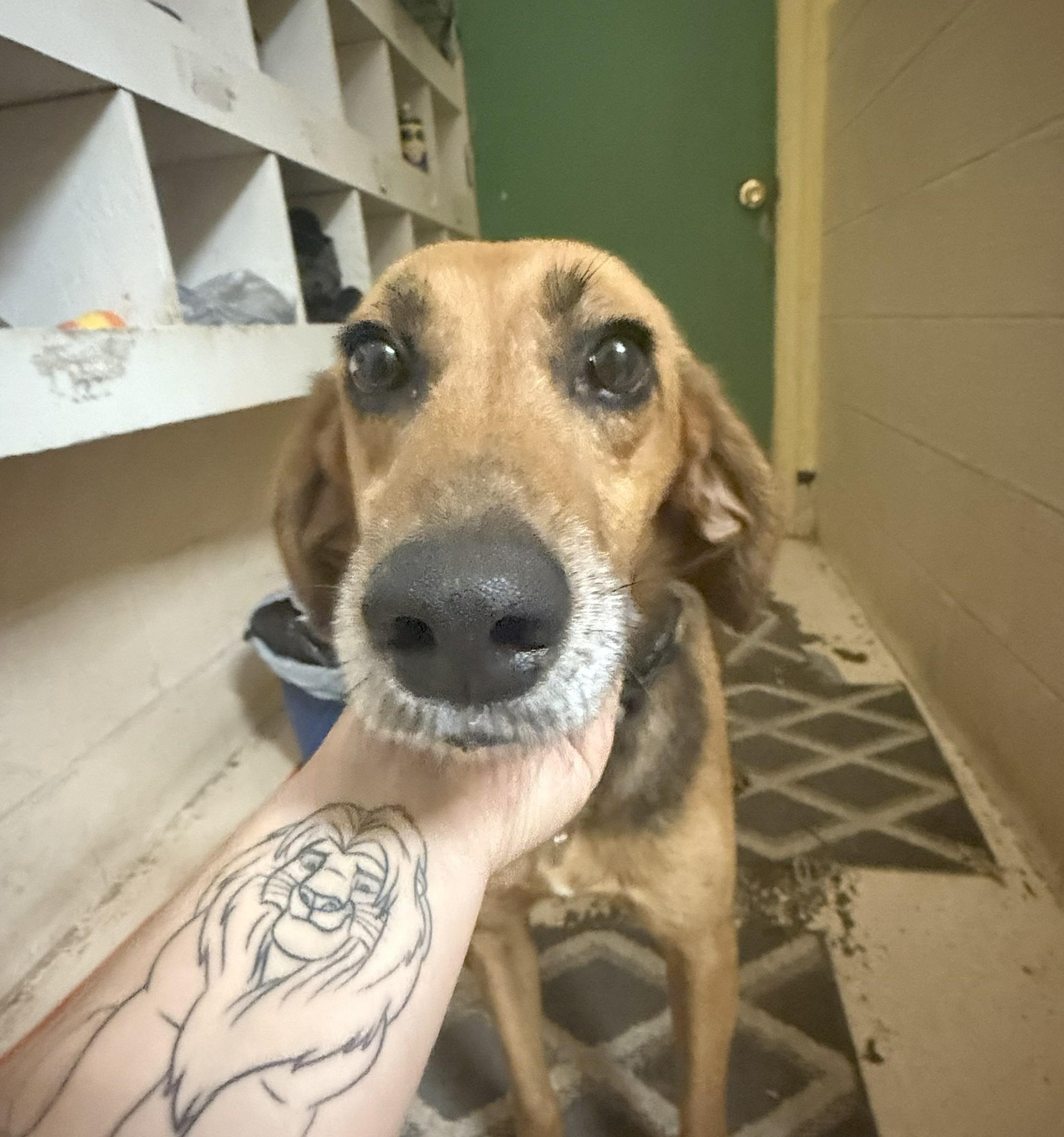 Enlarge Frank, a Adopted mixed breed in Richmond, VA image 2/3