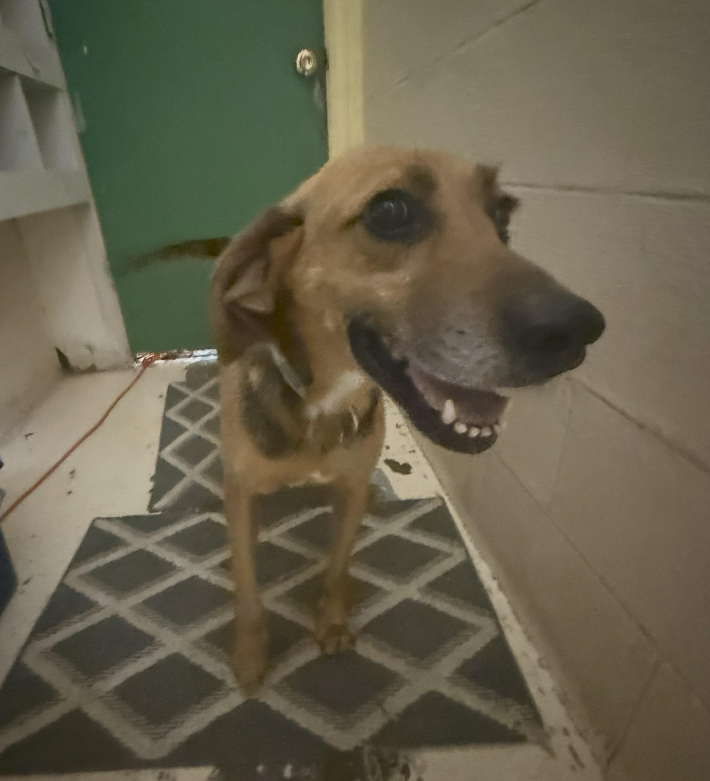 Enlarge Frank, a Adopted mixed breed in Richmond, VA image 3/3