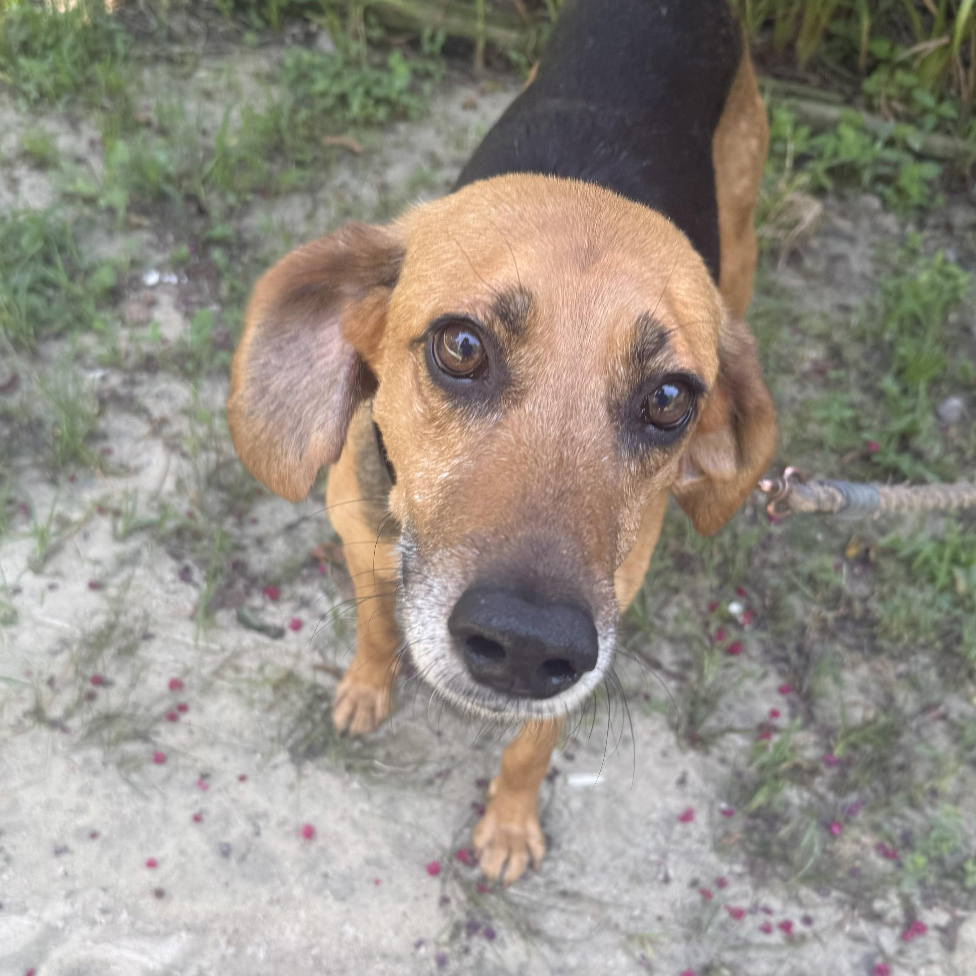 Frank, Adopted, Adult Male Hound.