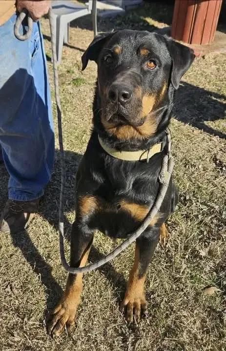 Enlarge Gunney, a Adoptable Rottweiler in Polk, OH image 5/5