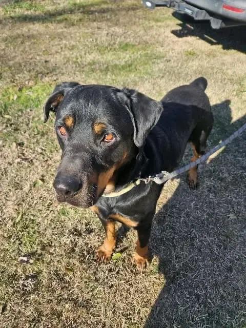 Enlarge Gunney, a Adoptable Rottweiler in Polk, OH image 2/5