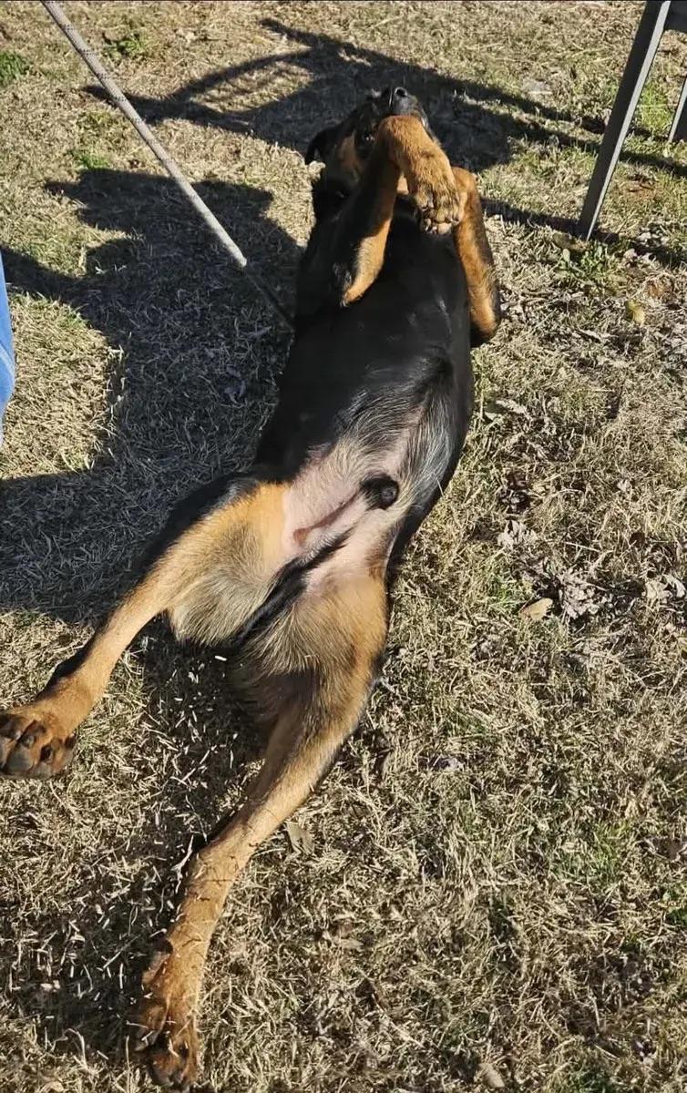 Enlarge Gunney, a Adoptable Rottweiler in Polk, OH image 3/5