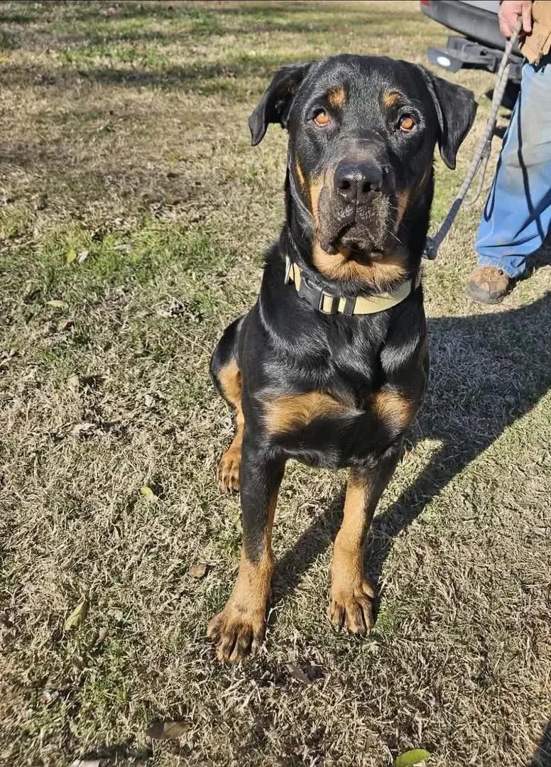 Enlarge Gunney, a Adoptable Rottweiler in Polk, OH image 4/5