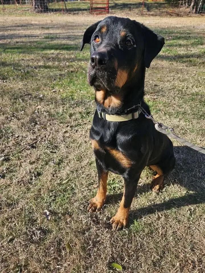 Gunney, Adoptable, Young Male Rottweiler.