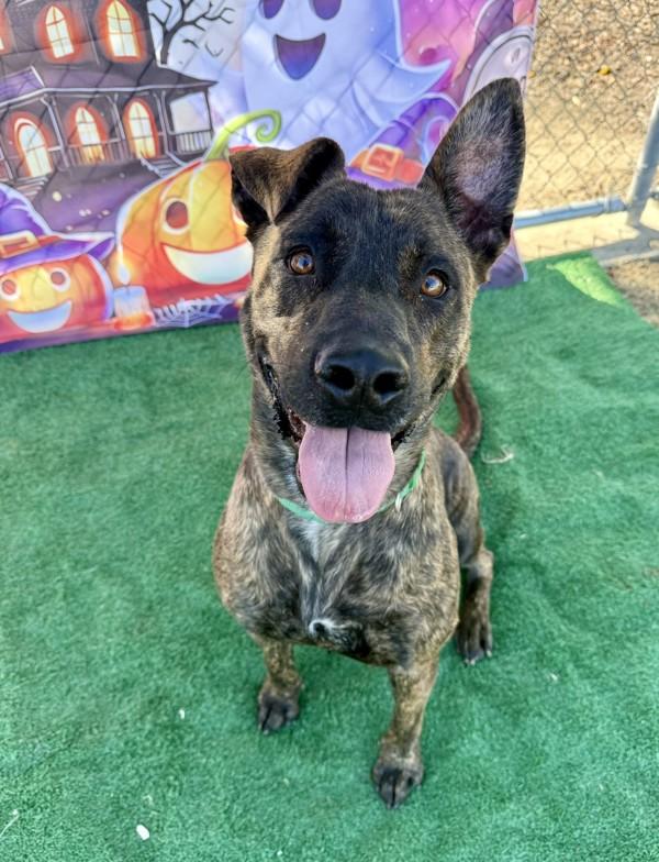 Pepper, Adoptable, Adult Female Dutch Shepherd & American Staffordshire Terrier.