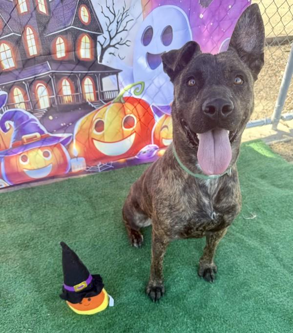 Pepper, a Adoptable mixed breed in Tulare, CA image 2/6