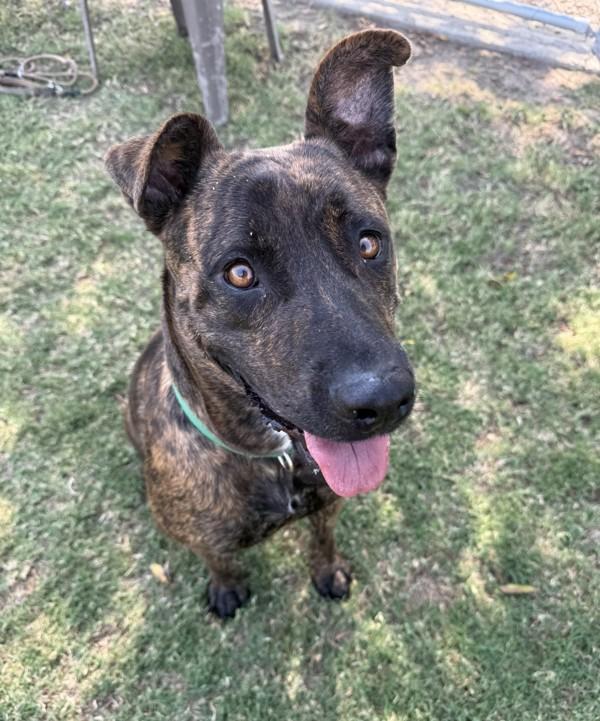 Pepper, a Adoptable mixed breed in Tulare, CA image 3/6