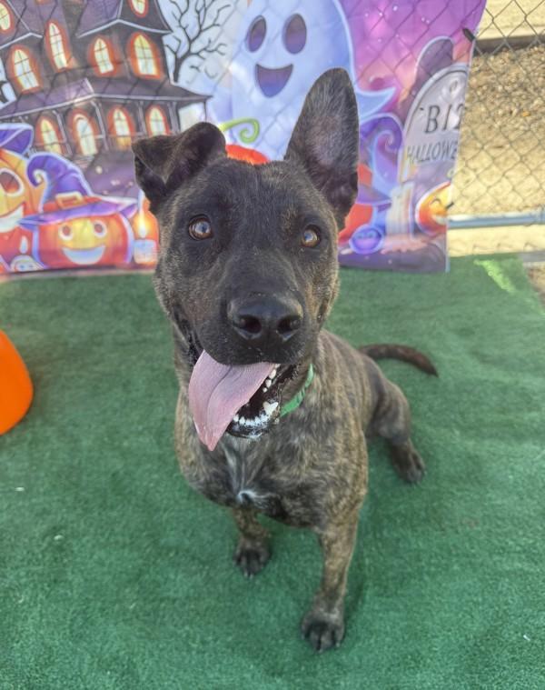Pepper, a Adoptable mixed breed in Tulare, CA image 4/6