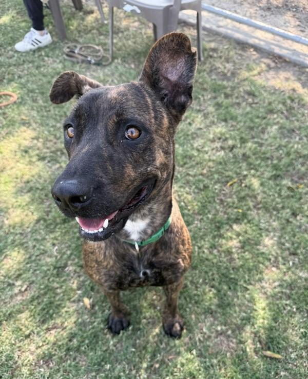 Pepper, a Adoptable mixed breed in Tulare, CA image 5/6