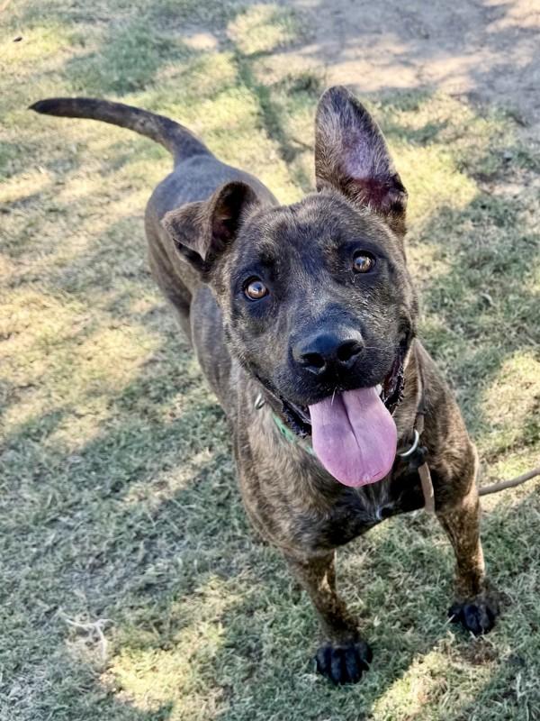 Pepper, a Adoptable mixed breed in Tulare, CA image 6/6