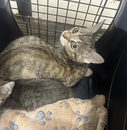 Paris, Adoptable, Kitten Female Domestic Short Hair & Domestic Short Hair.