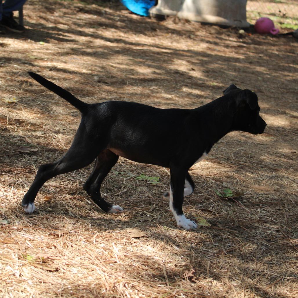 Joan, Adoptable, Young Female Mixed Breed.
