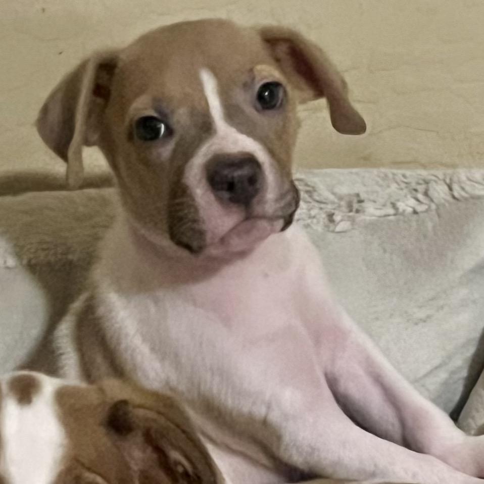 Barbie, Adoptable, Puppy Female Chihuahua.