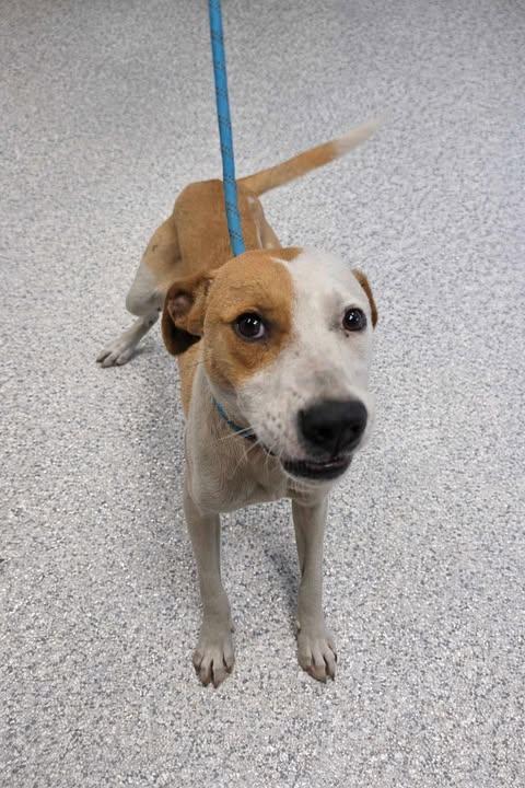 Enlarge Buster, a Adoptable mixed breed in Livingston, LA image 1/2