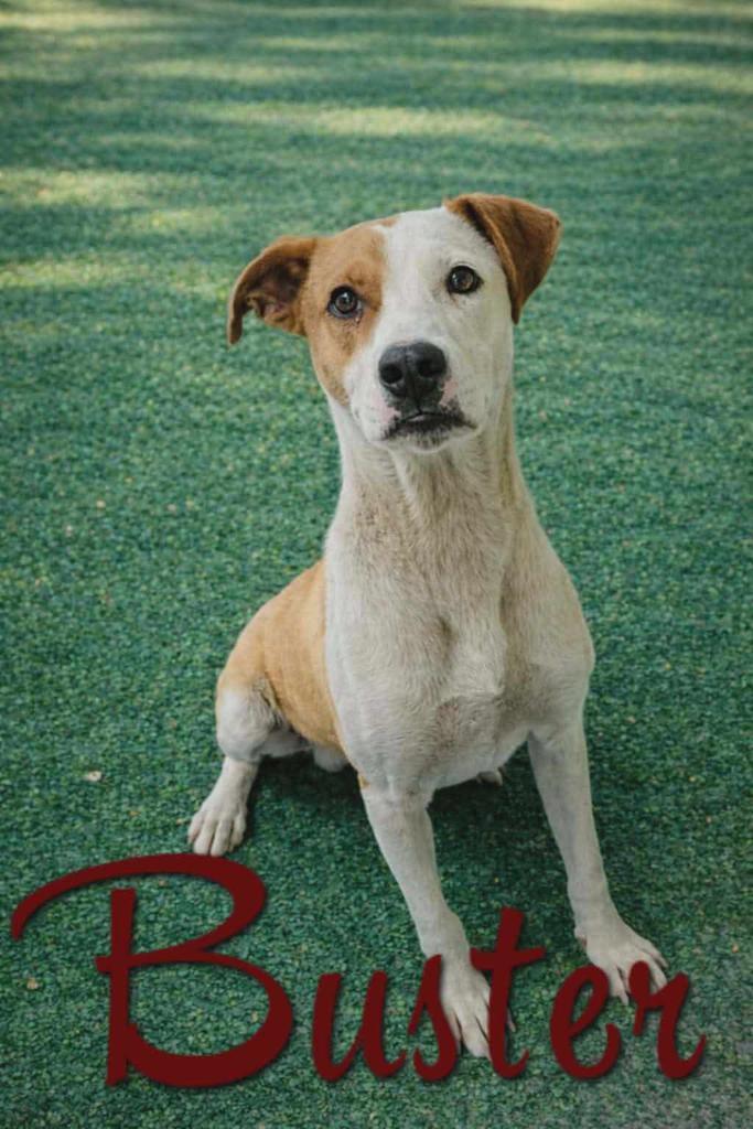 Enlarge Buster, a Adoptable mixed breed in Livingston, LA image 2/2