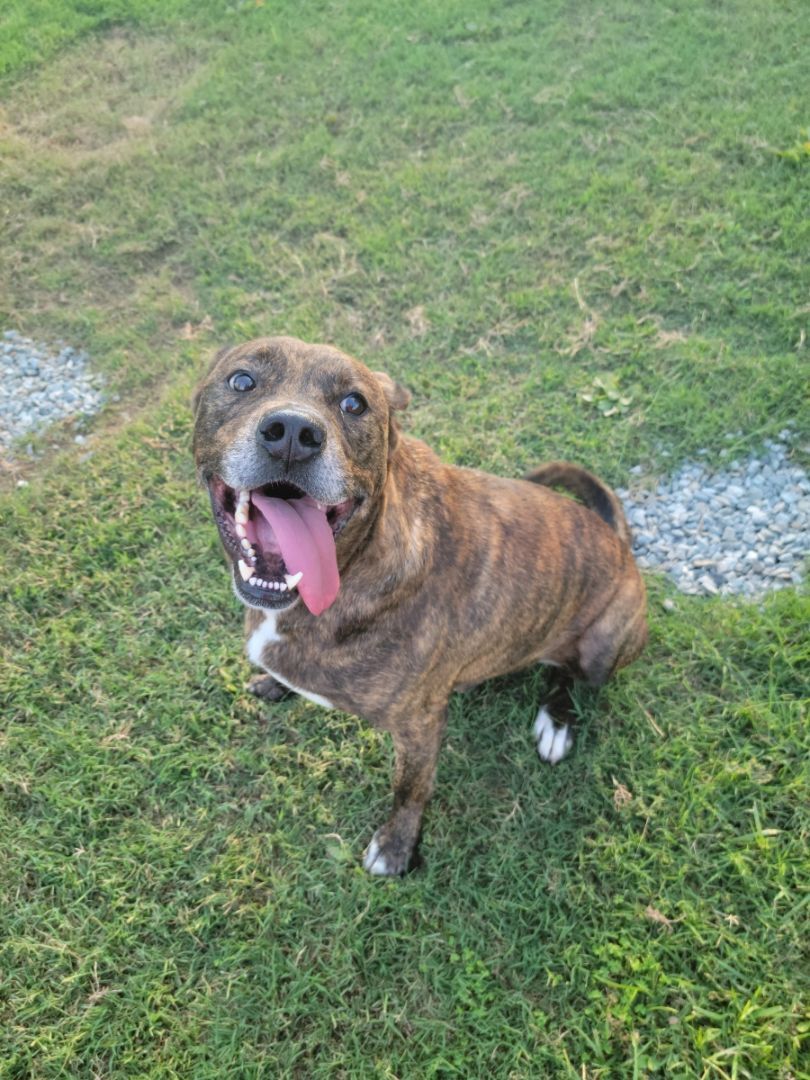 Junior, Adult Male American Bully