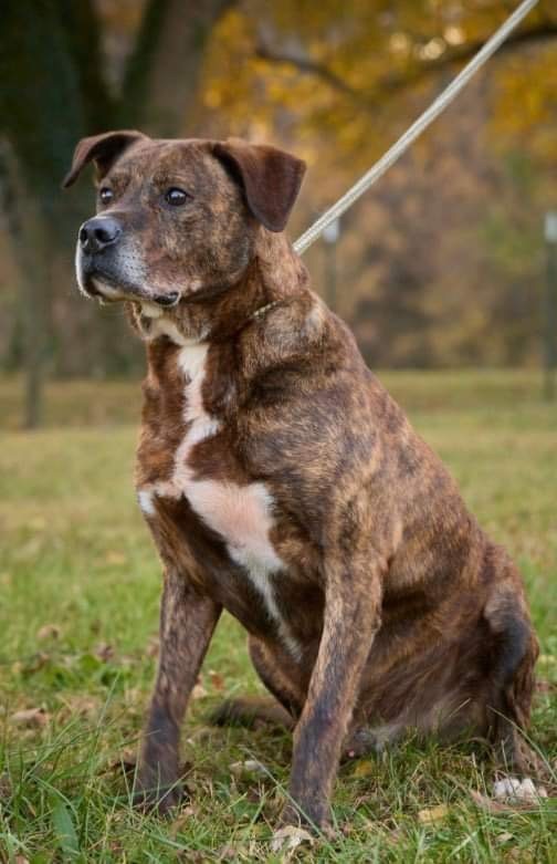 Junior, a Adoptable American Bully in Trinity, NC image 2/11