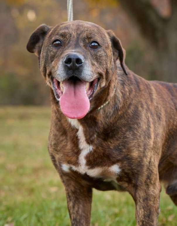 Junior, a Adoptable American Bully in Trinity, NC image 3/11