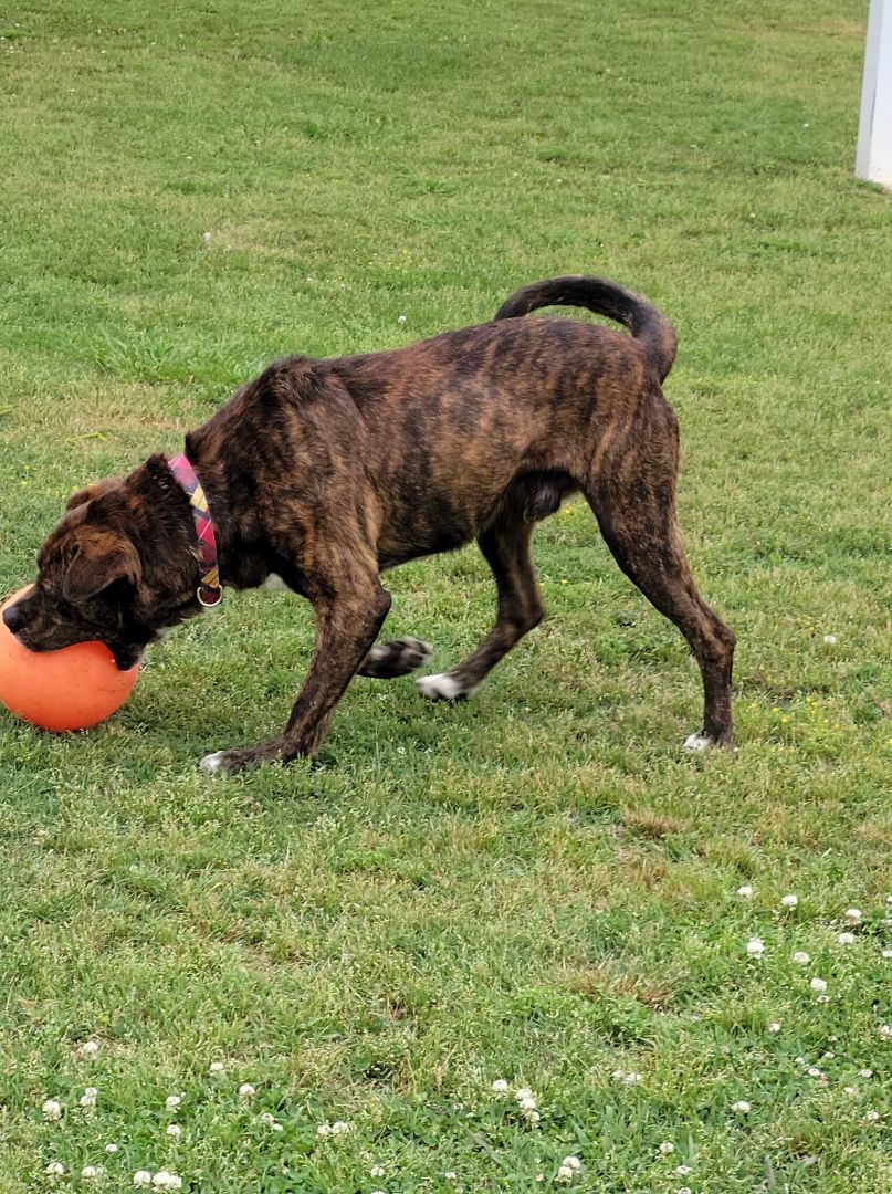 Junior, a Adoptable American Bully in Trinity, NC image 4/11