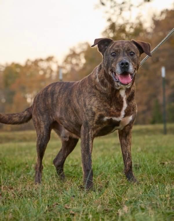 Junior, a Adoptable American Bully in Trinity, NC image 5/11