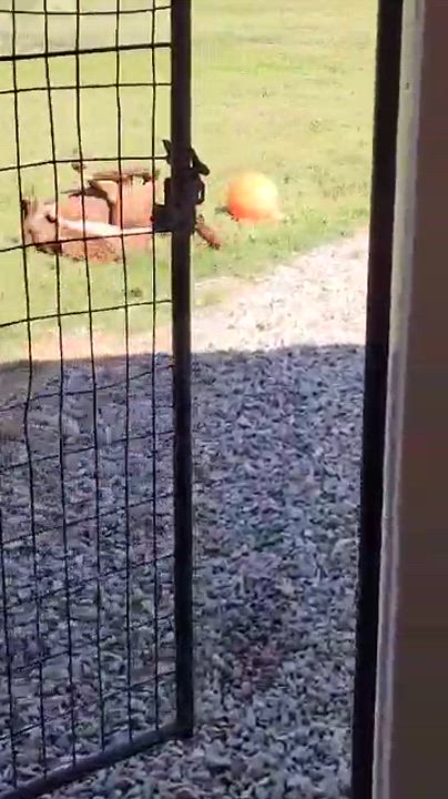 Enlarge Junior, a Adoptable American Bully in Trinity, NC video 11/11