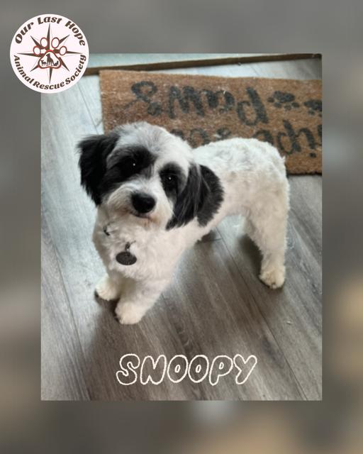Snoopy, Adopted, Young Male Havanese.