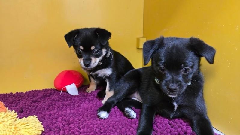 Enlarge Tip Toe, an adoptable mixed breed in Los Angeles, CA image 2/6