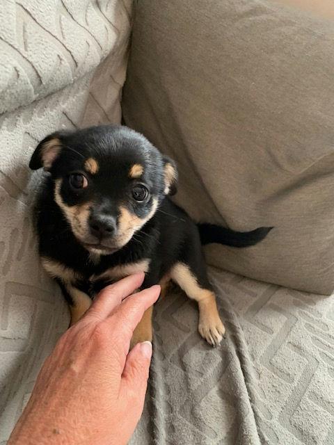 Enlarge Tip Toe, an adoptable mixed breed in Los Angeles, CA image 5/6