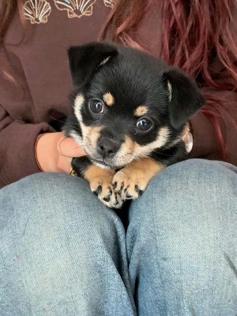 Enlarge Tip Toe, an adoptable mixed breed in Los Angeles, CA image 4/6