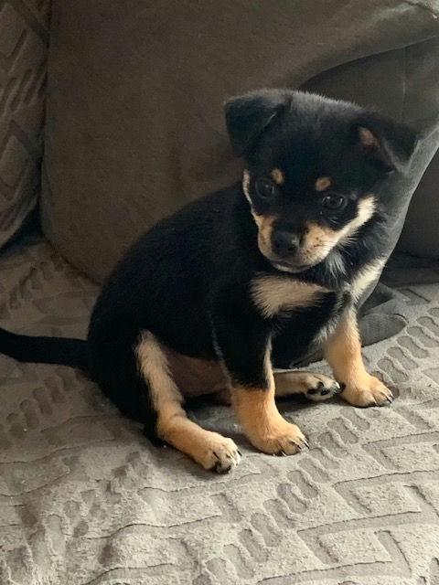 Enlarge Tip Toe, an adoptable mixed breed in Los Angeles, CA image 6/6