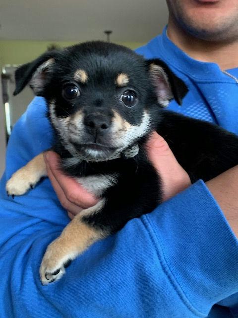 Enlarge Tip Toe, an adoptable mixed breed in Los Angeles, CA image 3/6