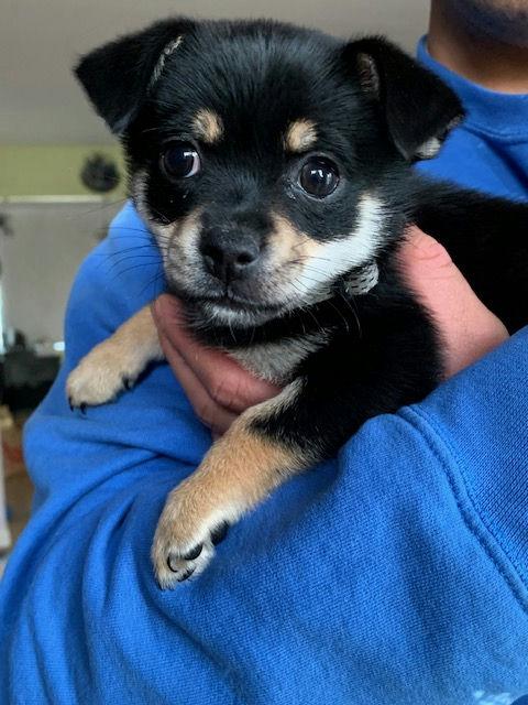 Tip Toe, adoptable, Puppy Female Chihuahua.