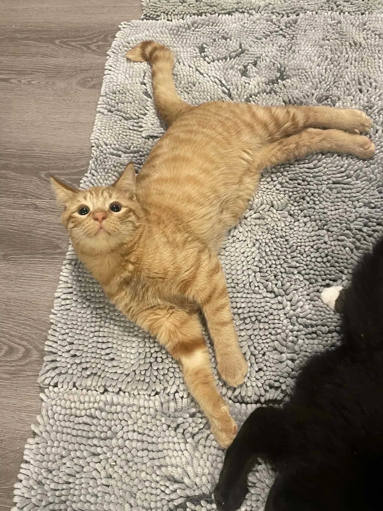 Battle Cat — thumbnail 2