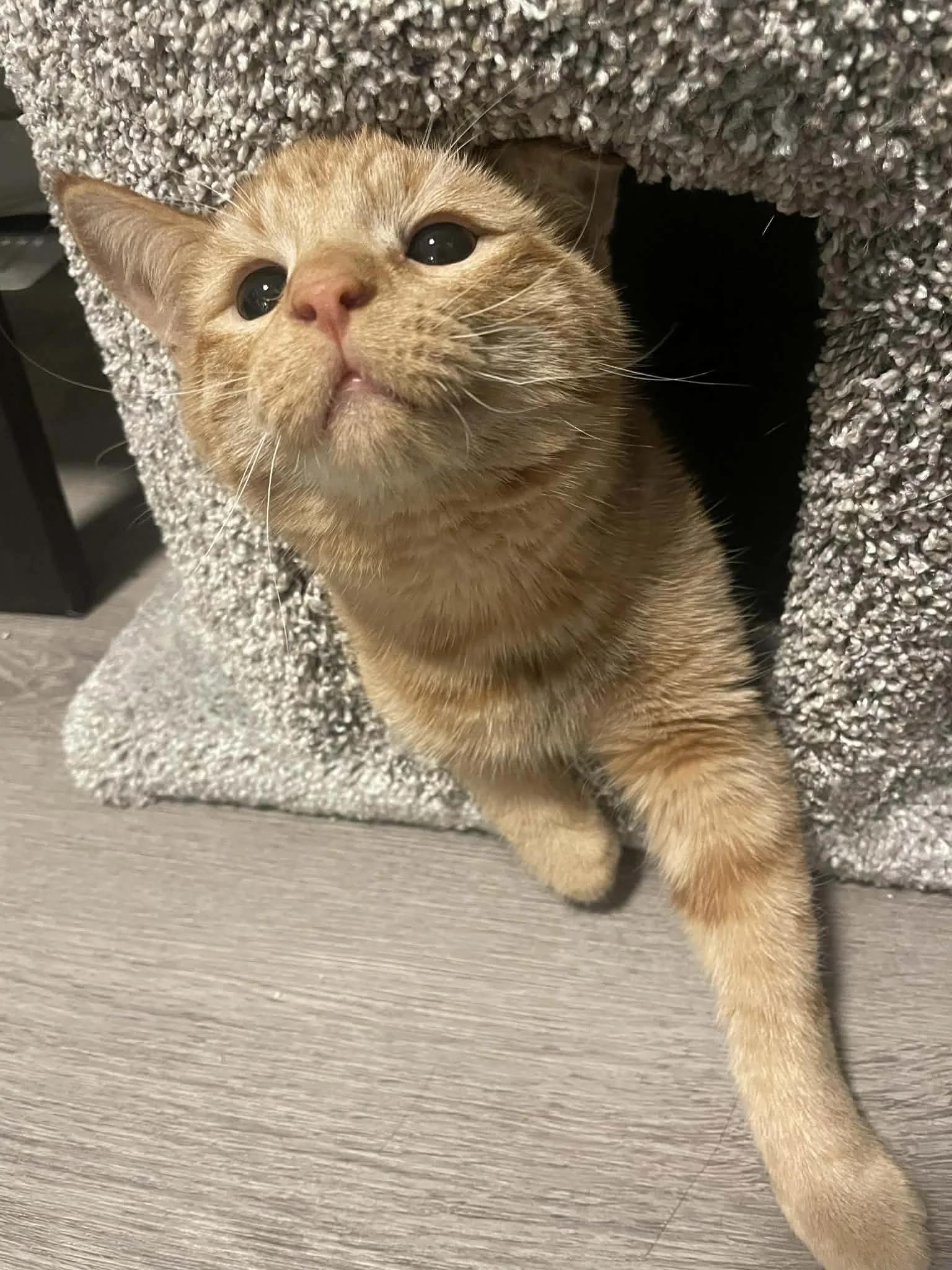 Battle Cat — thumbnail 3