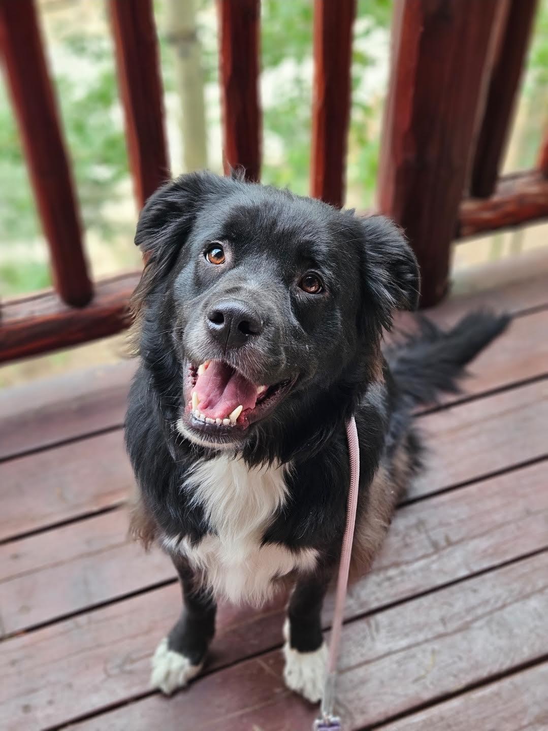 Enlarge Coda, a Adoptable mixed breed in Las Vegas, NV image 3/4