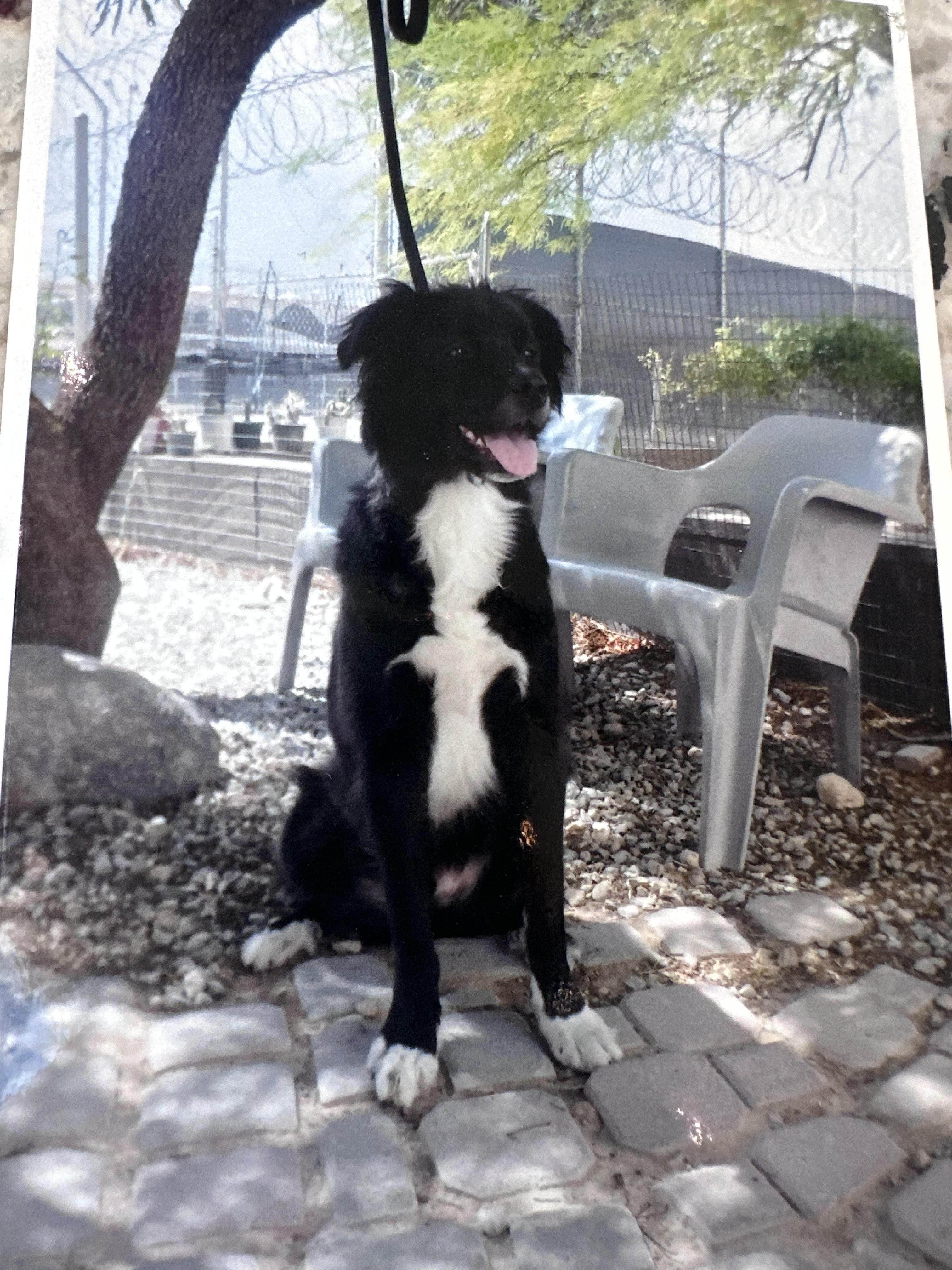 Coda, Adult Male unknown