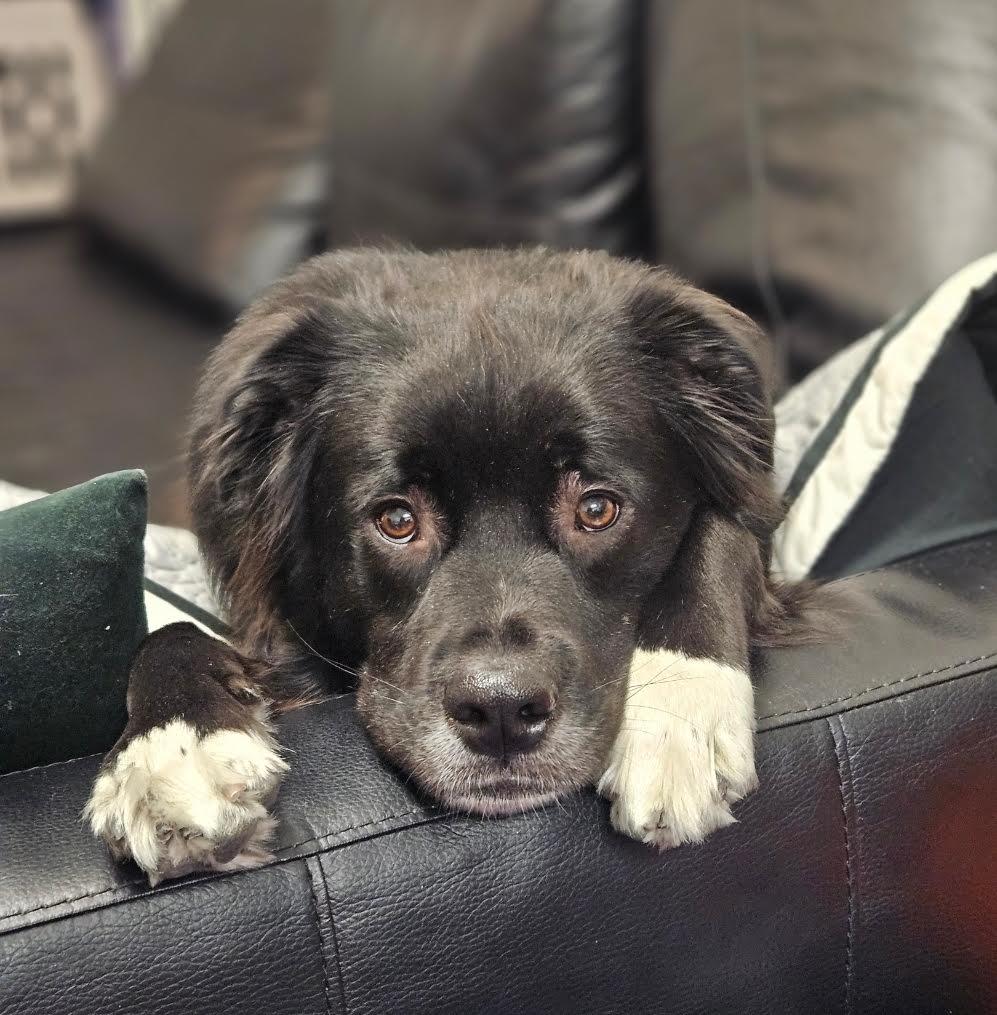 Enlarge Coda, a Adoptable mixed breed in Las Vegas, NV image 4/4