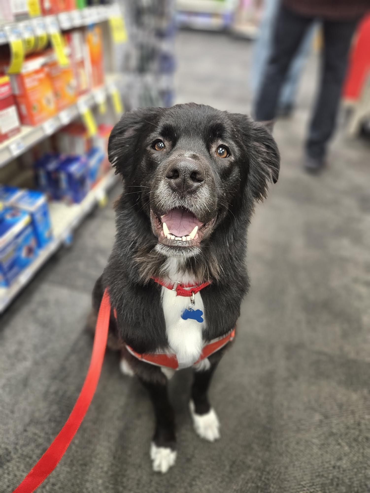 Coda, Adoptable, Adult Male Border Collie.