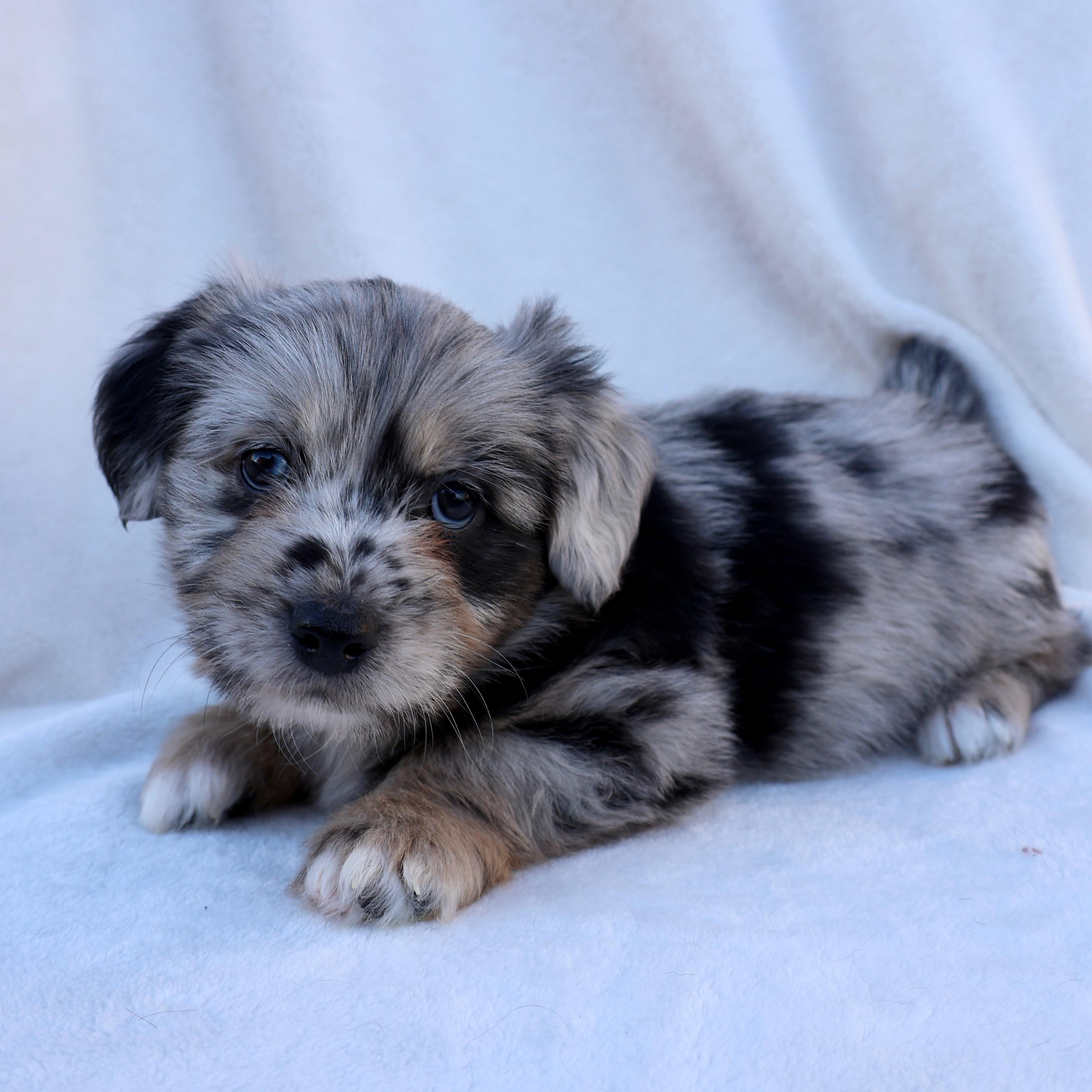 Enlarge Evan, a ADOPTABLE mixed breed in Fort Collins, CO image 2/4
