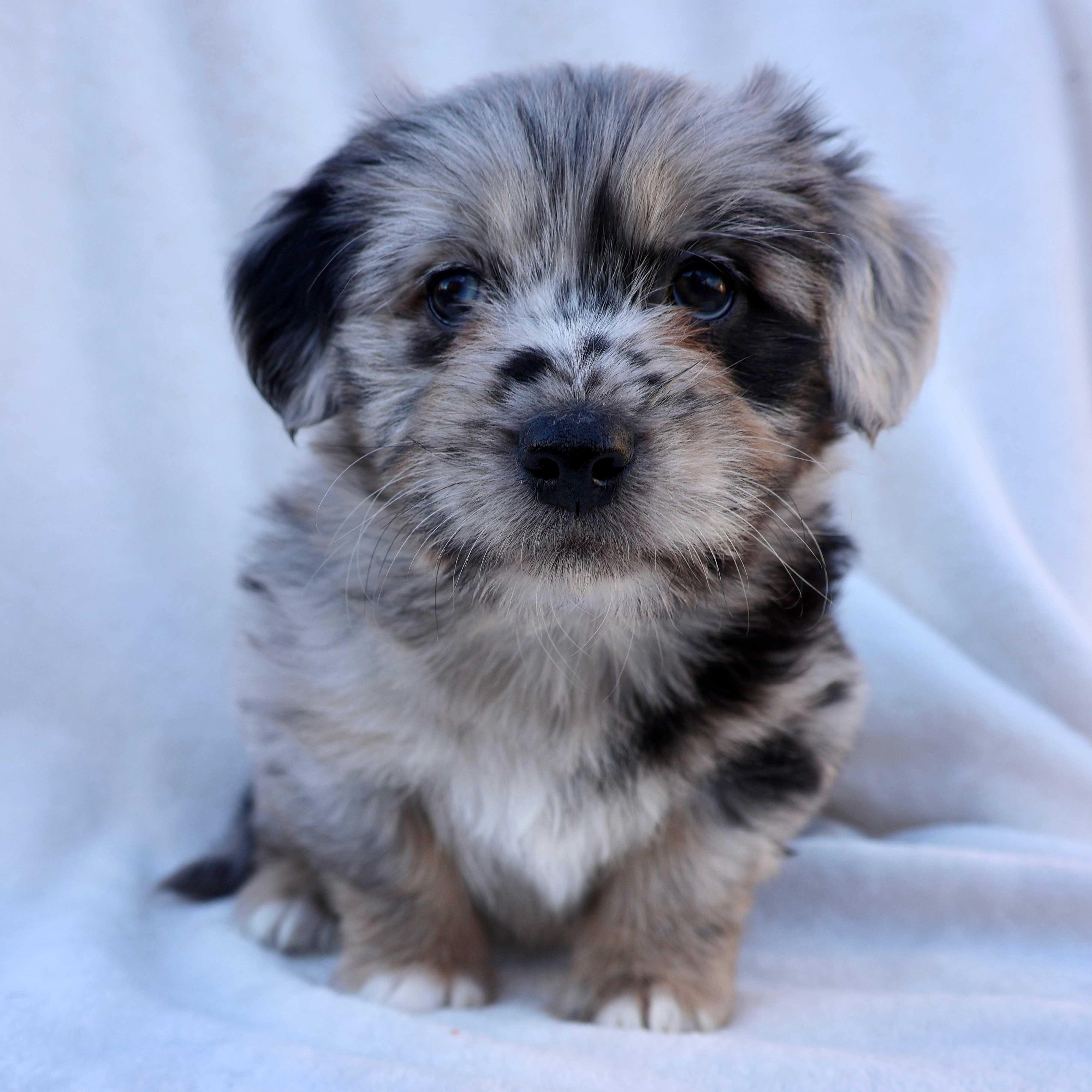 Enlarge Evan, a ADOPTABLE mixed breed in Fort Collins, CO image 3/4