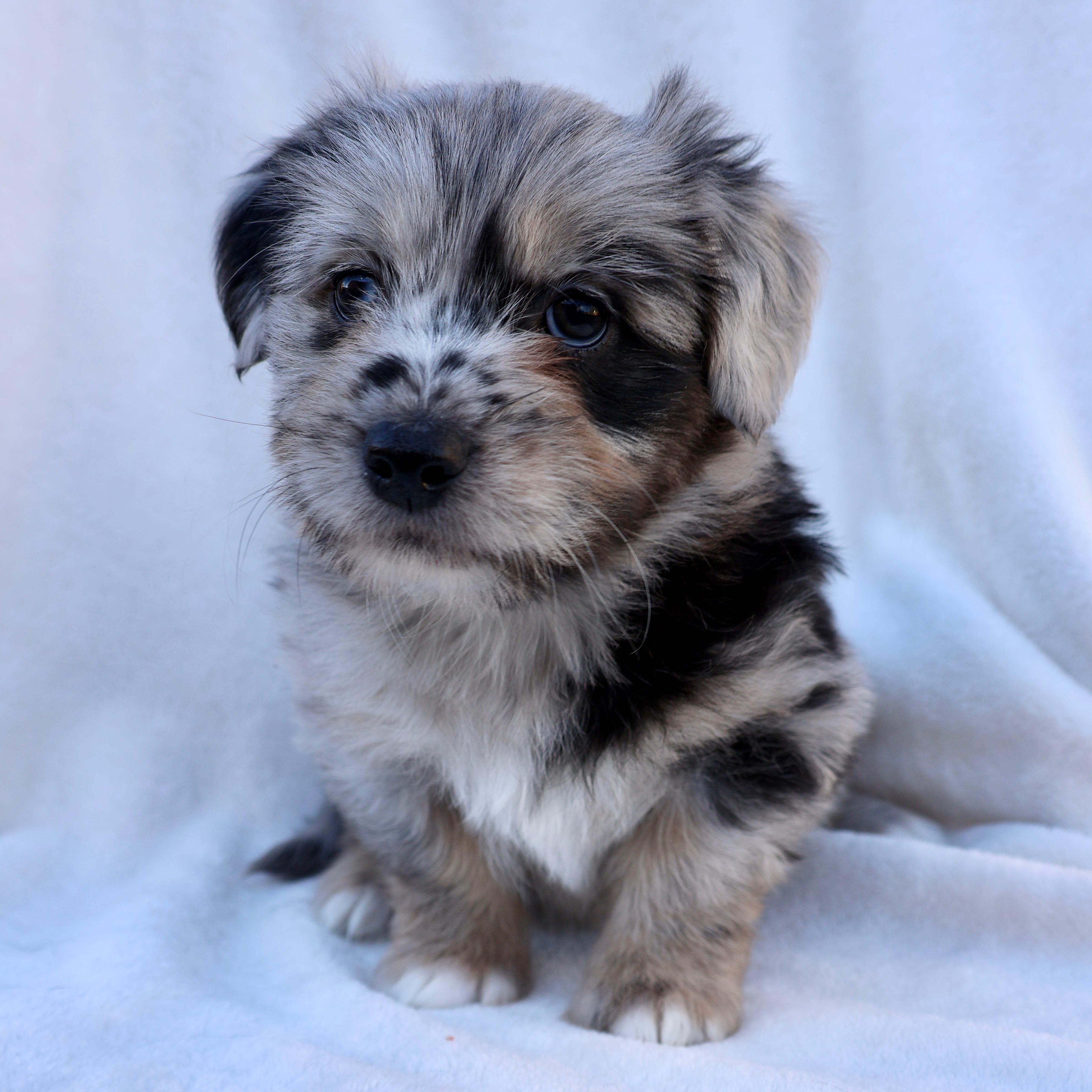 Enlarge Evan, a ADOPTABLE mixed breed in Fort Collins, CO image 4/4