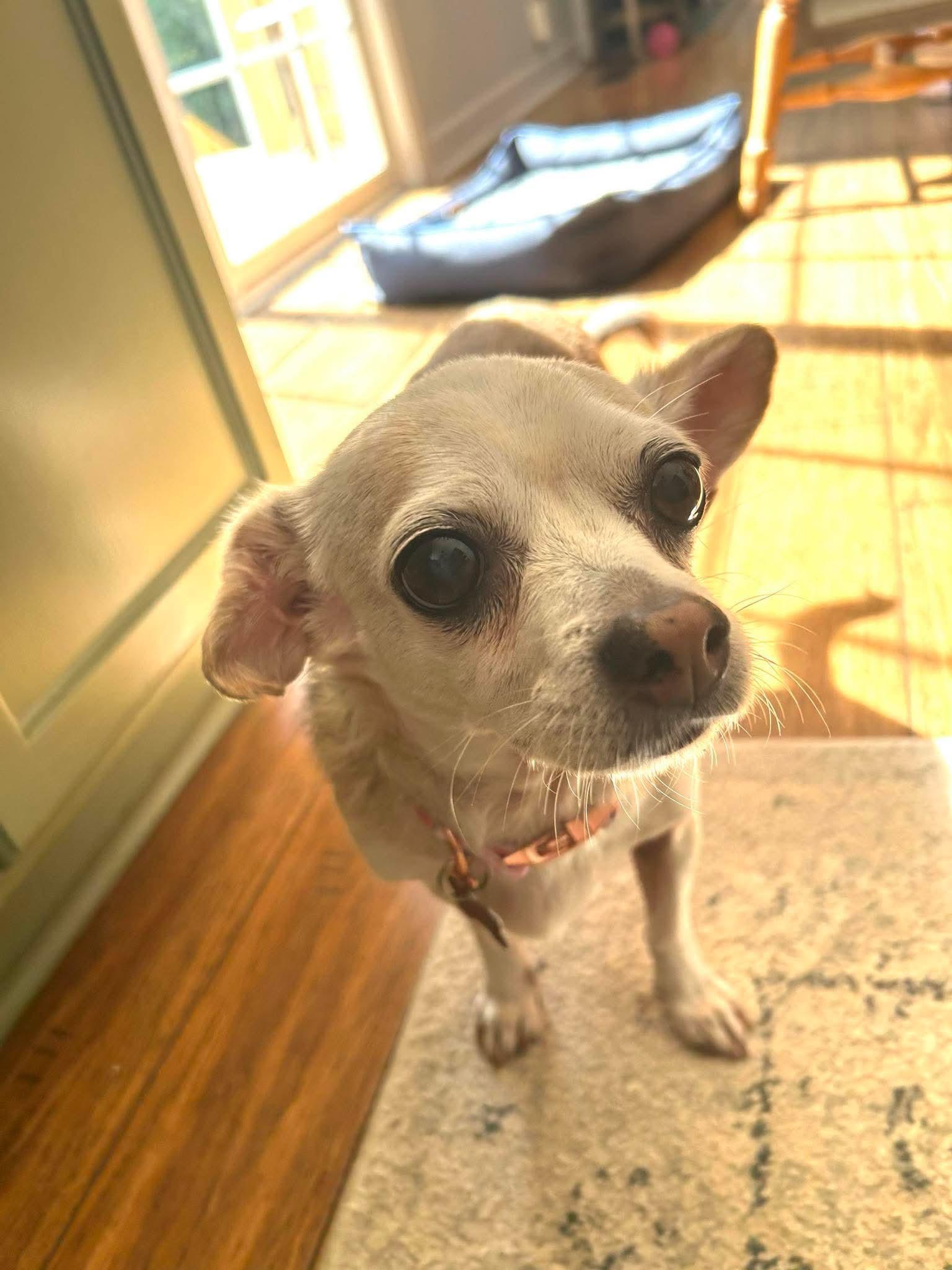 Poptart